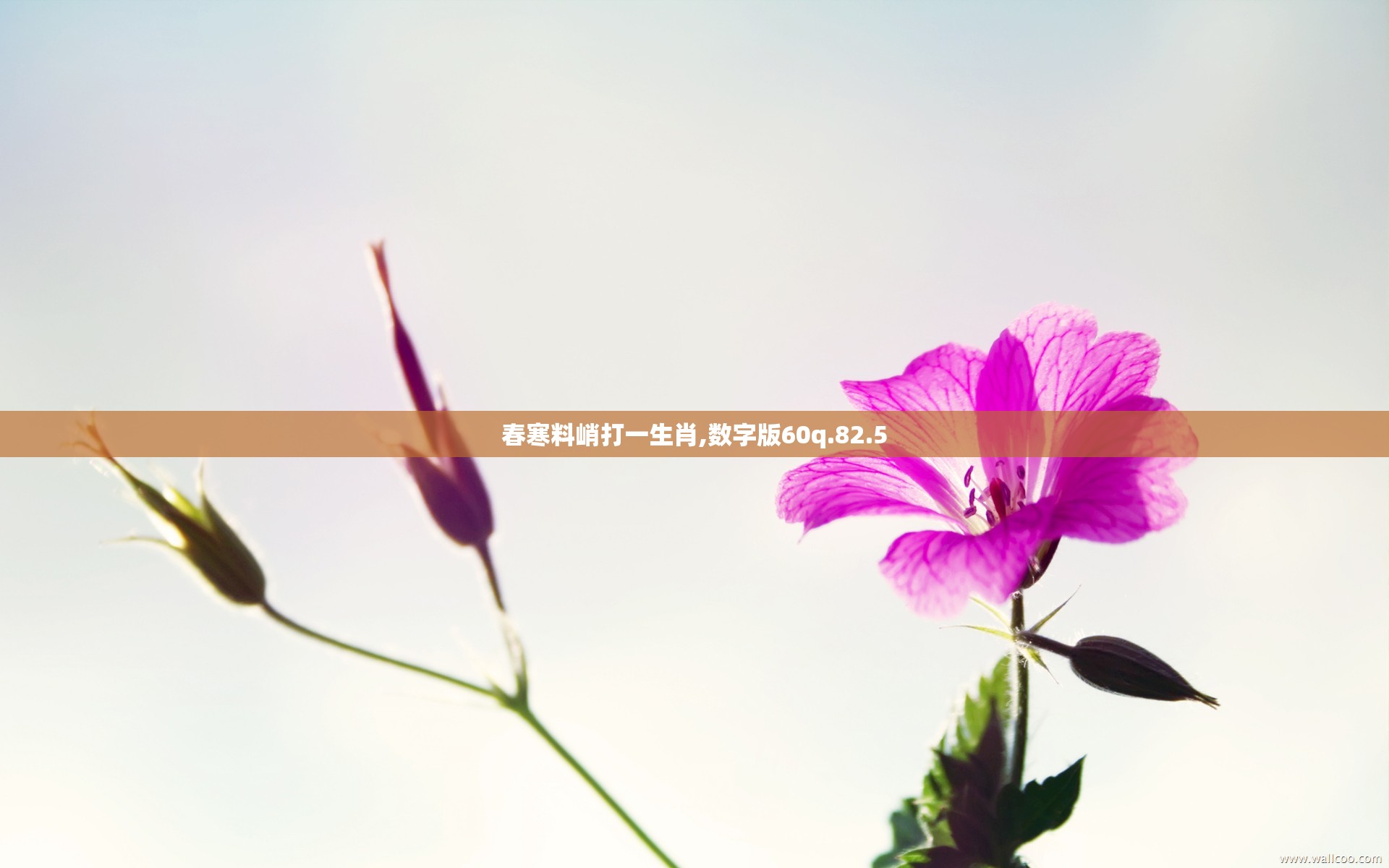 春寒料峭打一生肖,数字版60q.82.5
