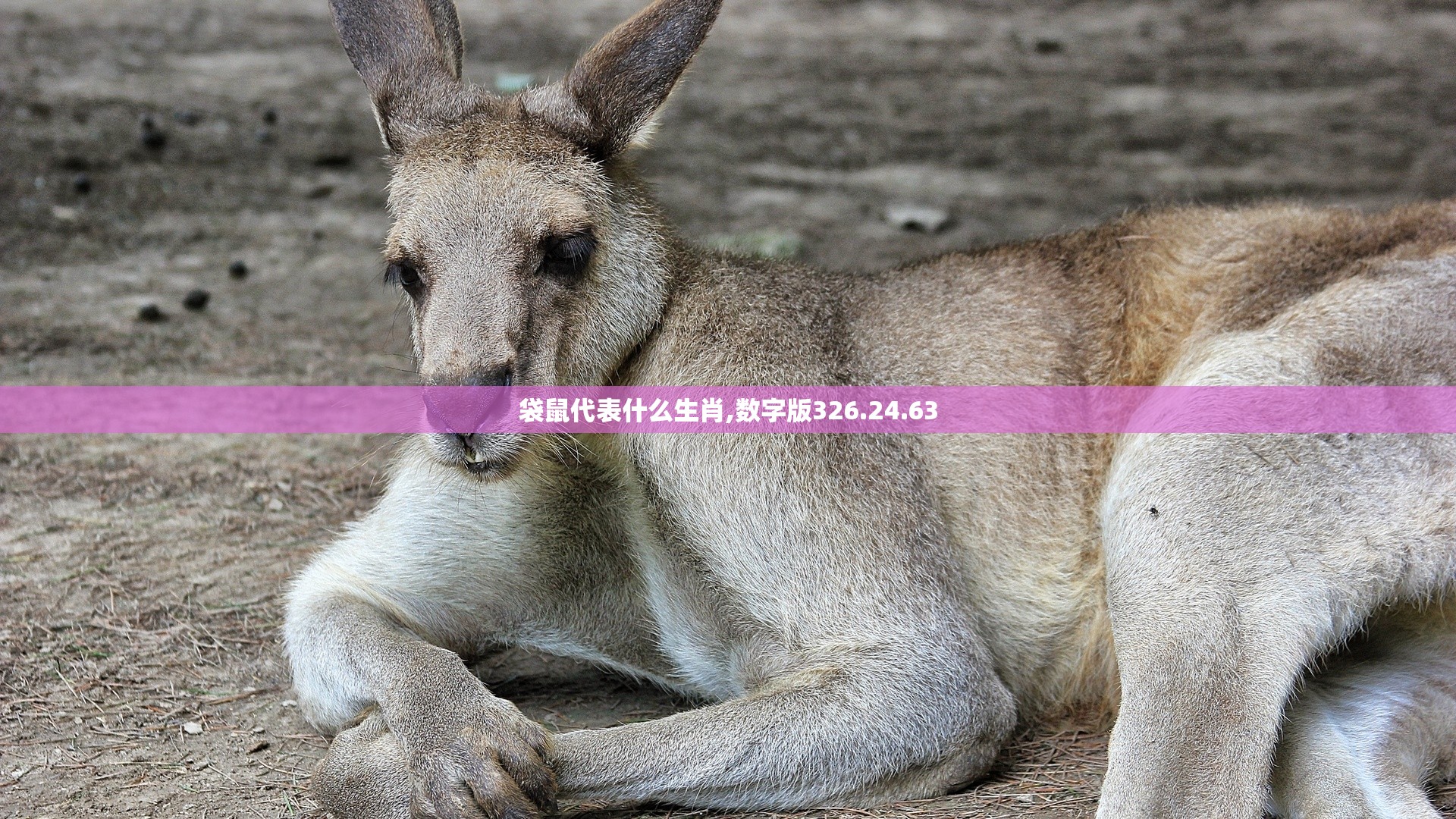 袋鼠代表什么生肖,数字版326.24.63