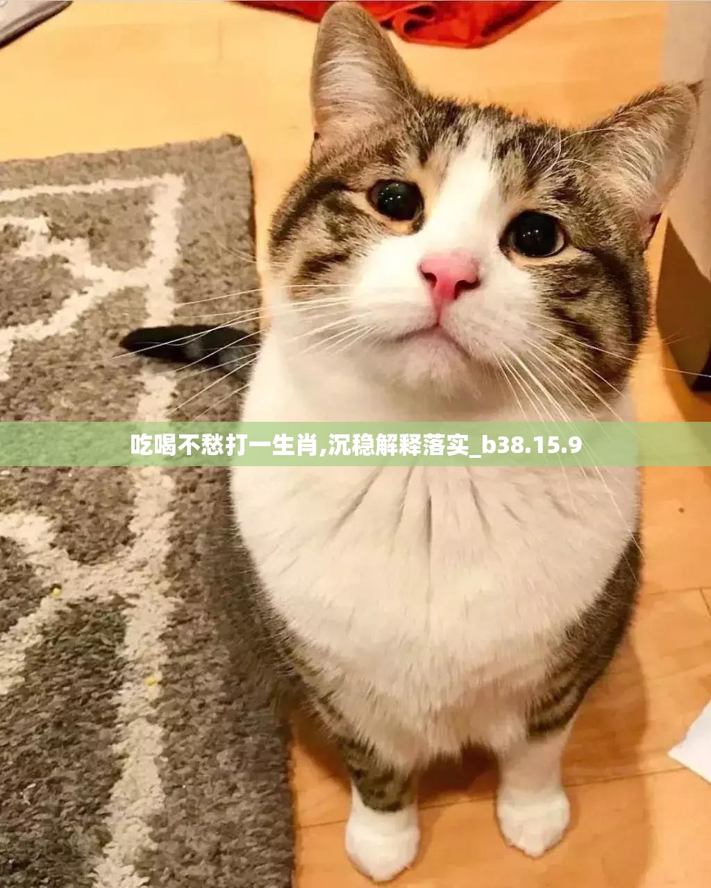 吃喝不愁打一生肖,沉稳解释落实_b38.15.9