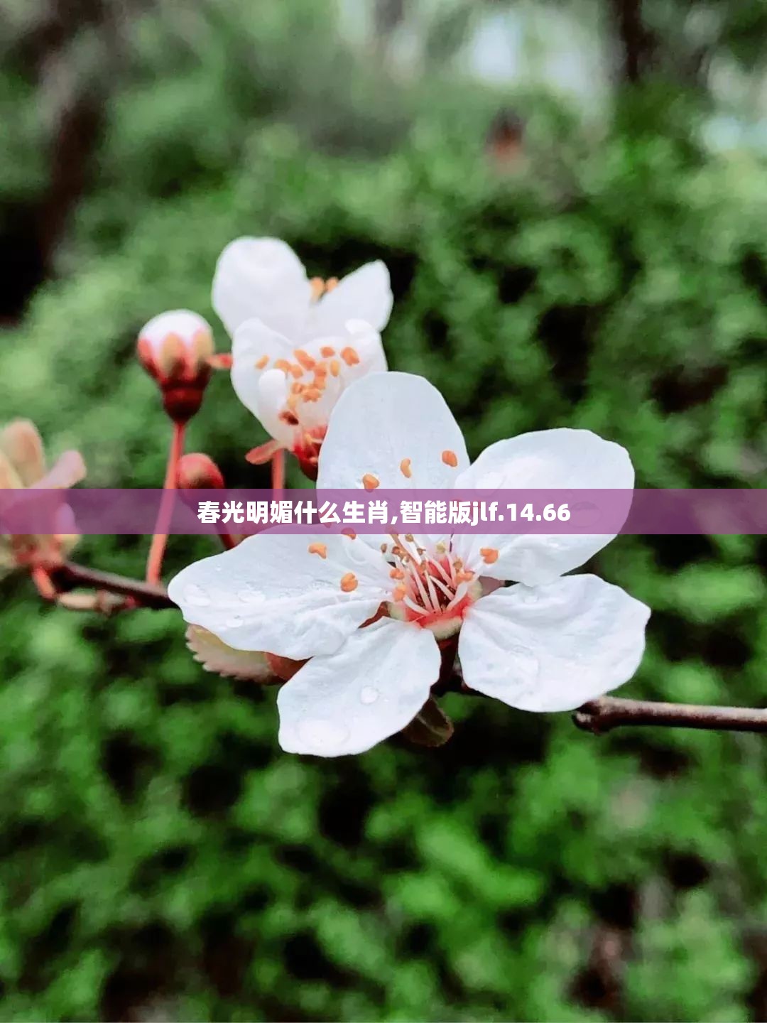 春光明媚什么生肖,智能版jlf.14.66