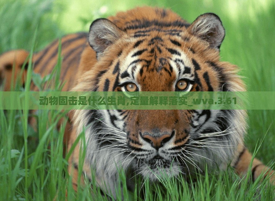 动物固击是什么生肖,定量解释落实_wva.3.61