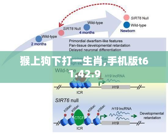 猴上狗下打一生肖,手机版t61.42.9