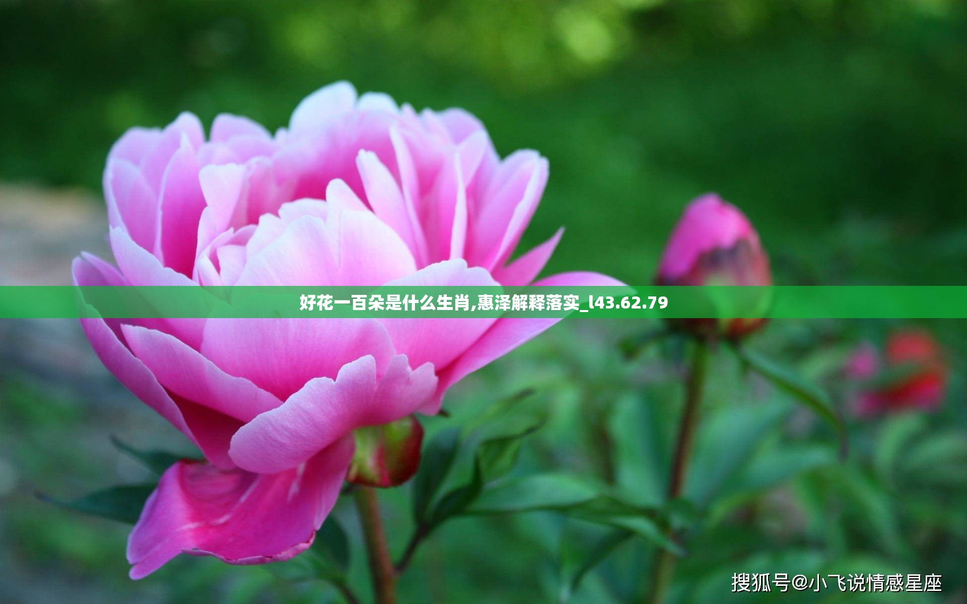 好花一百朵是什么生肖,惠泽解释落实_l43.62.79