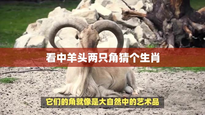 看中羊头两只角猜个生肖