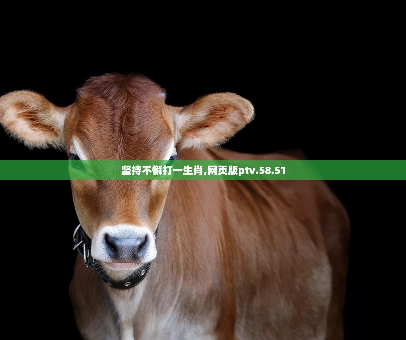 坚持不懈打一生肖,网页版ptv.58.51