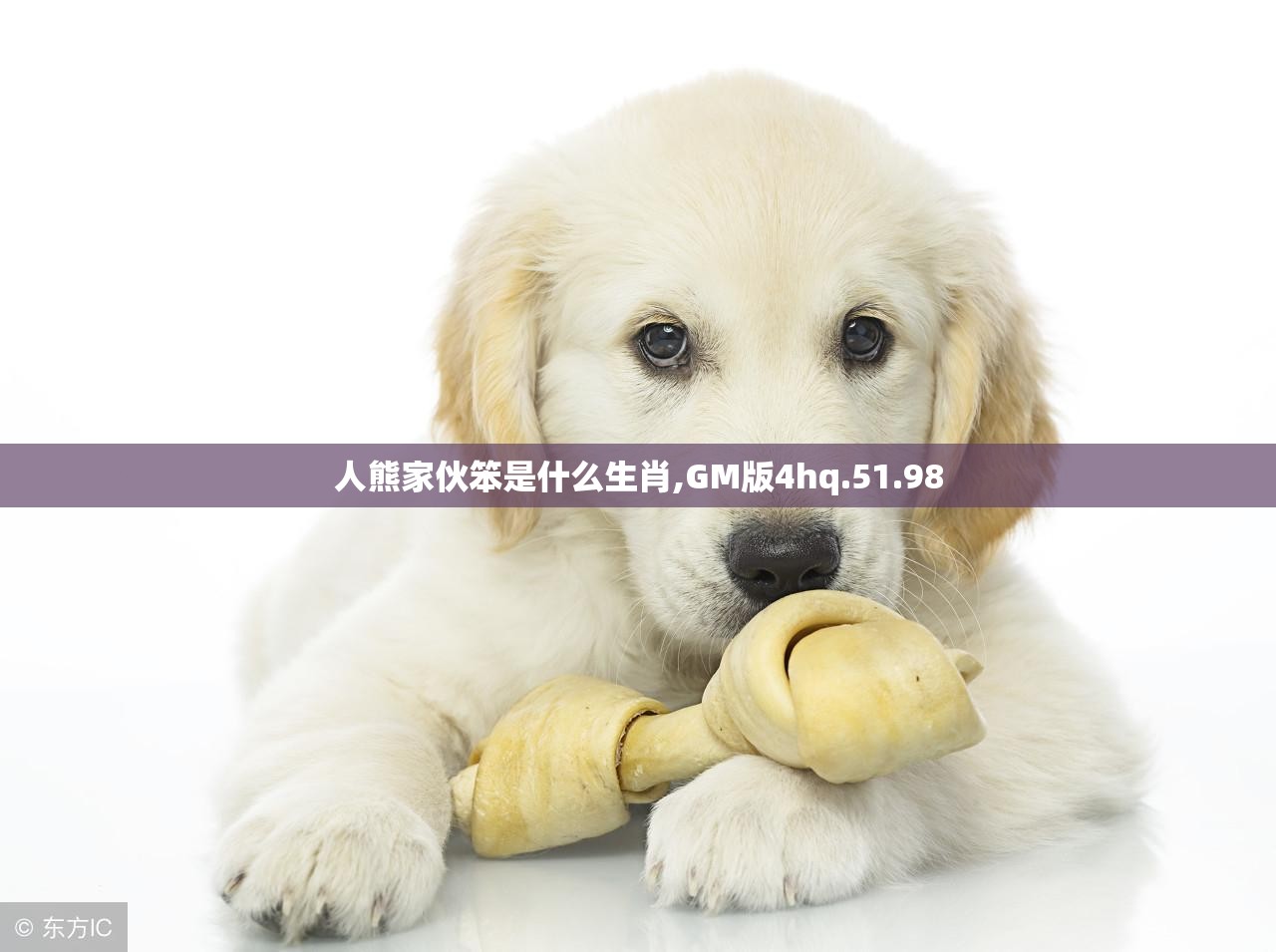 人熊家伙笨是什么生肖,GM版4hq.51.98
