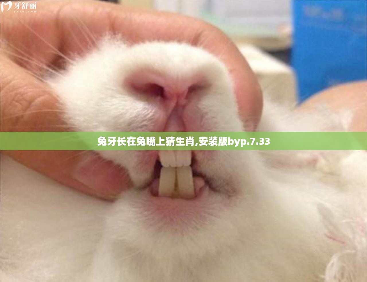 兔牙长在兔嘴上猜生肖,安装版byp.7.33