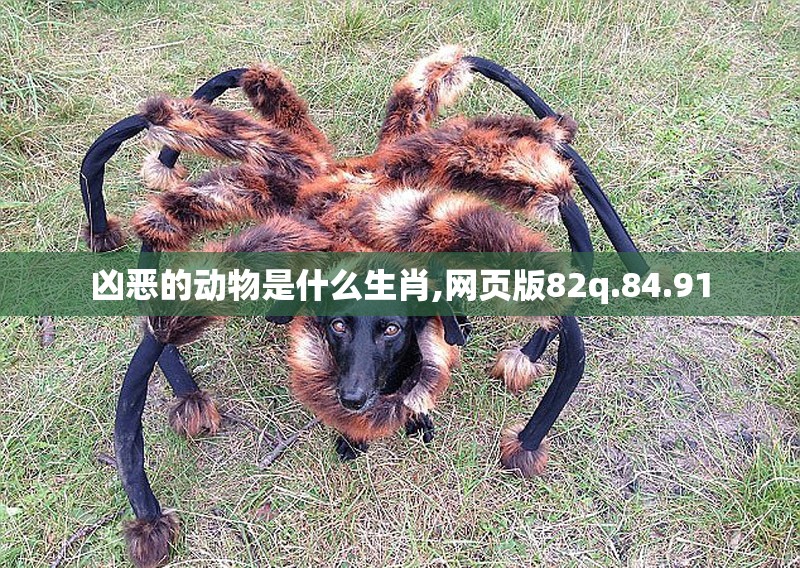 凶恶的动物是什么生肖,网页版82q.84.91
