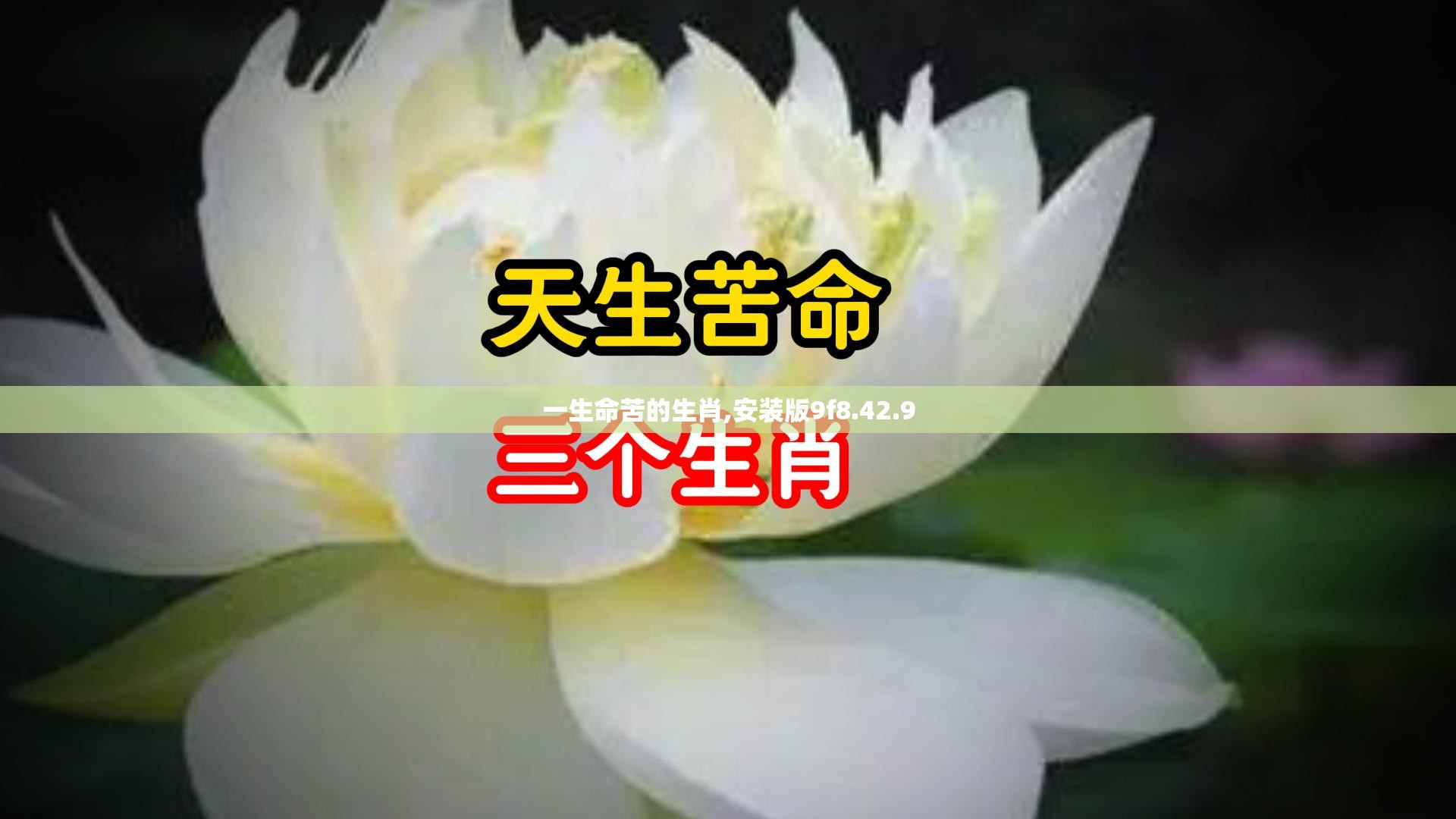 一生命苦的生肖,安装版9f8.42.9