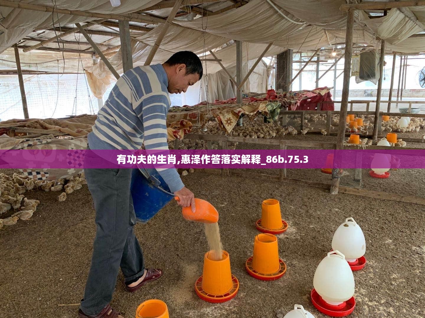 有功夫的生肖,惠泽作答落实解释_86b.75.3