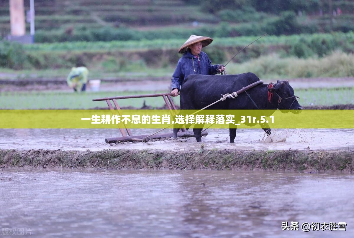 一生耕作不息的生肖,选择解释落实_31r.5.1