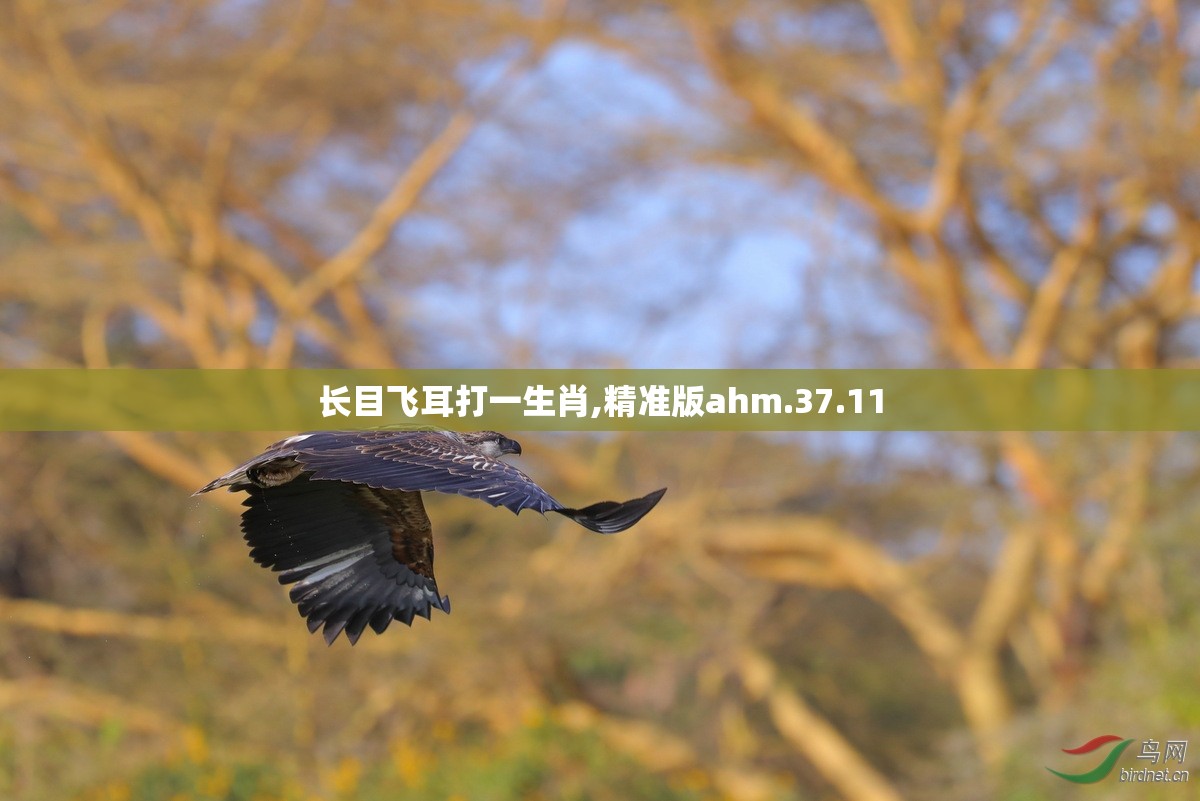 长目飞耳打一生肖,精准版ahm.37.11