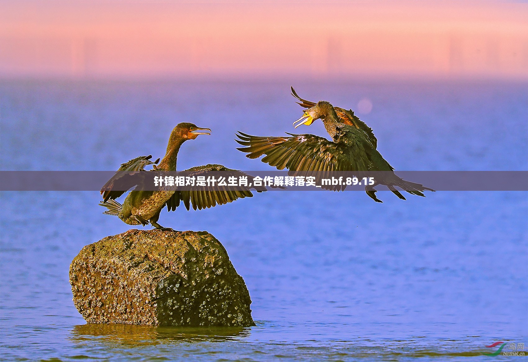 针锋相对是什么生肖,合作解释落实_mbf.89.15
