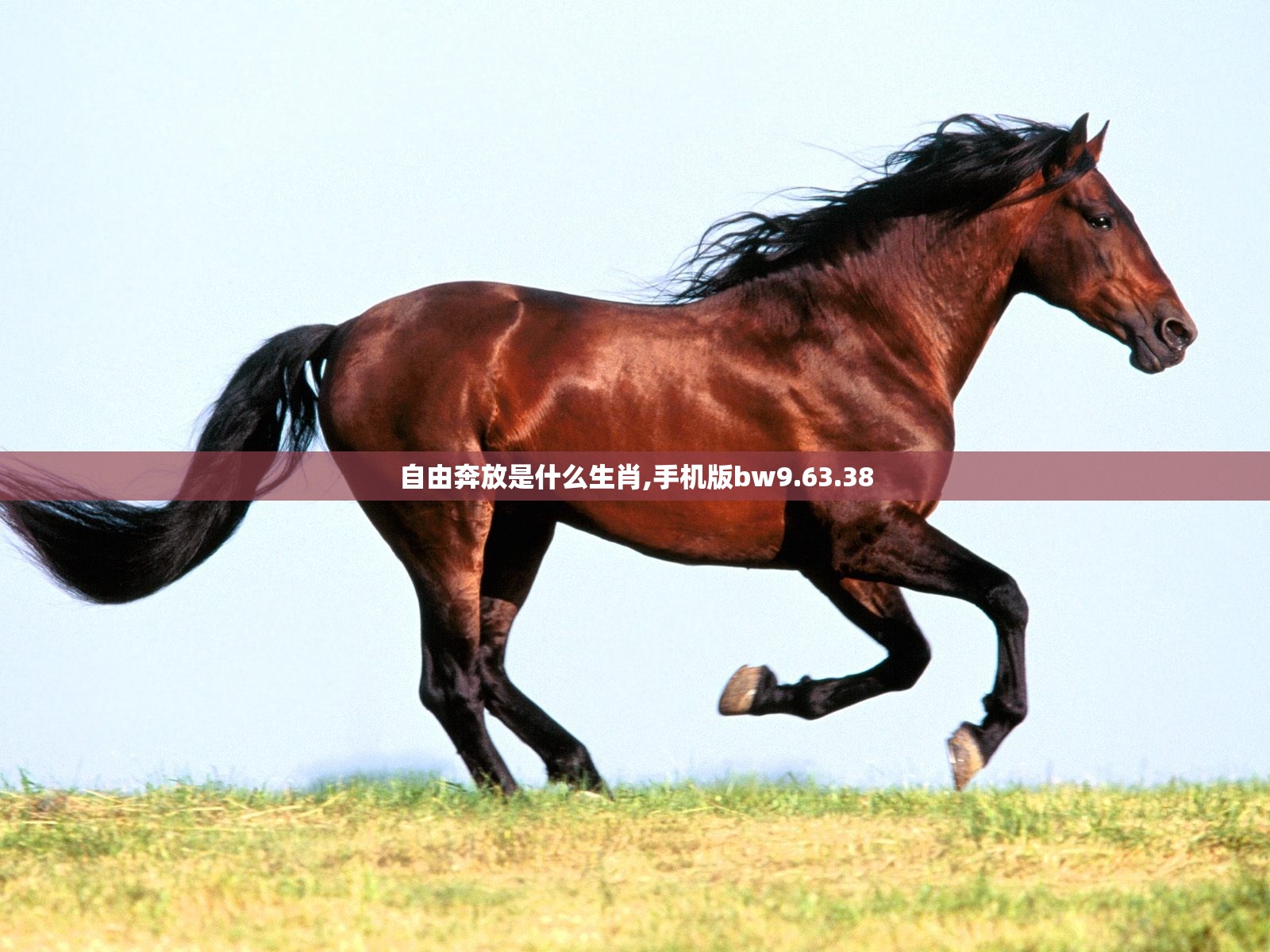 自由奔放是什么生肖,手机版bw9.63.38