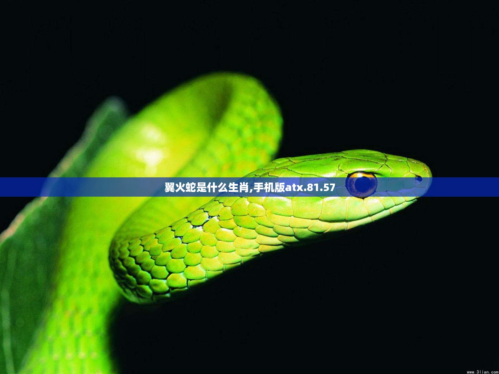 翼火蛇是什么生肖,手机版atx.81.57