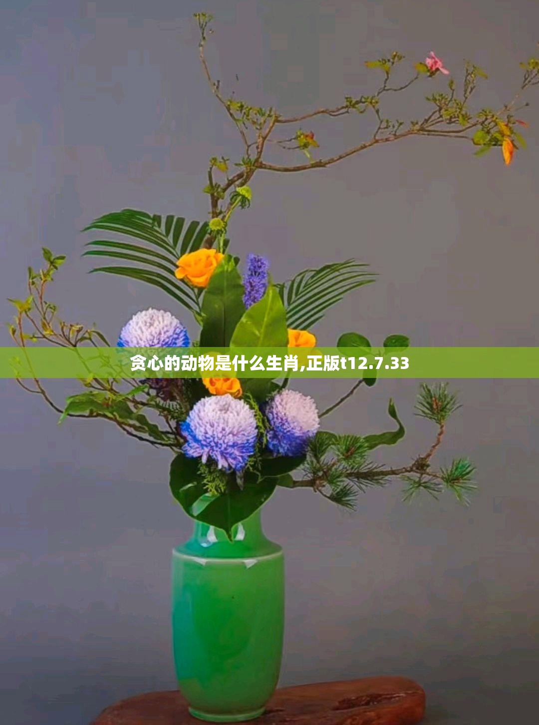 贪心的动物是什么生肖,正版t12.7.33