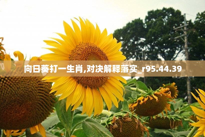 向日葵打一生肖,对决解释落实_r95.44.39