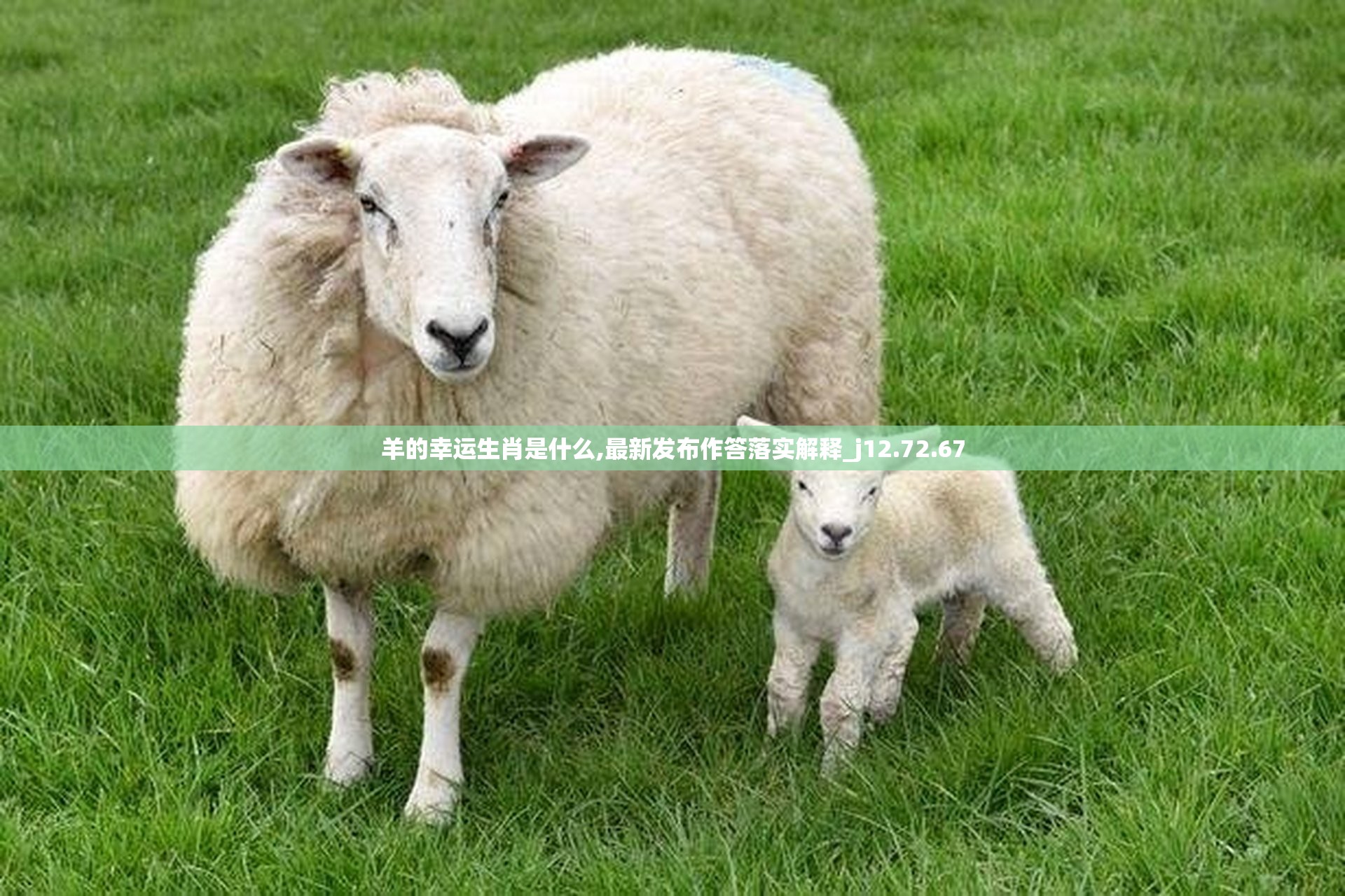 羊的幸运生肖是什么,最新发布作答落实解释_j12.72.67